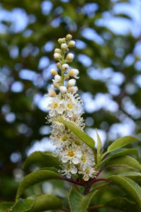 Picture of Prunus